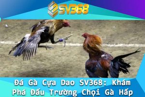 Da Ga Cua Dao SV368 Kham Pha Dau Truong Choi Ga Hap Dan